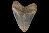 Huge, Serrated, Fossil Megalodon Tooth - Georgia #92906-2